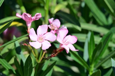 Bahçedeki pembe çiçekleri kapat.