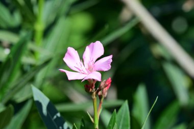 Bahçedeki pembe çiçekleri kapat.
