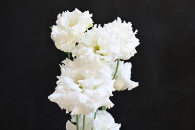 Güzel bir buket parlak Eustoma çiçeği, yakın çekim. 