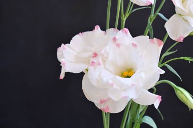 Güzel bir buket parlak Eustoma çiçeği, yakın çekim. 