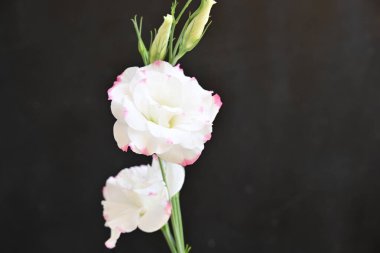 Güzel bir buket parlak Eustoma çiçeği, yakın çekim. 