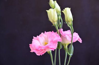 Güzel bir buket parlak Eustoma çiçeği, yakın çekim. 