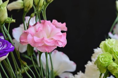 Güzel bir buket parlak Eustoma çiçeği, yakın çekim. 