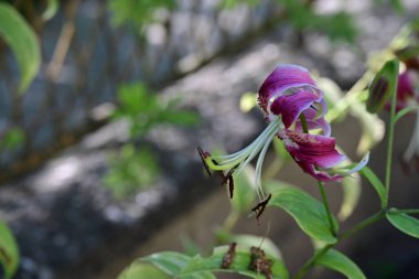 Bahçedeki pembe çiçekleri kapat.