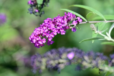 Bahçedeki güzel mor çiçekler