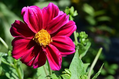 Bahçedeki pembe çiçekleri kapat.