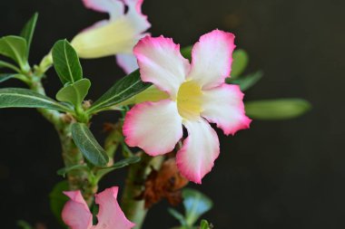 Bahçedeki pembe çiçekleri kapat.