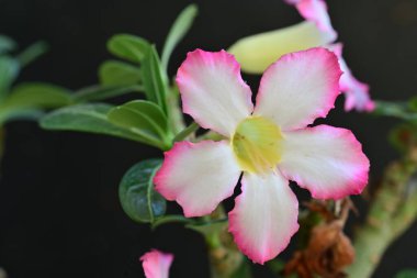 Bahçedeki pembe çiçekleri kapat.