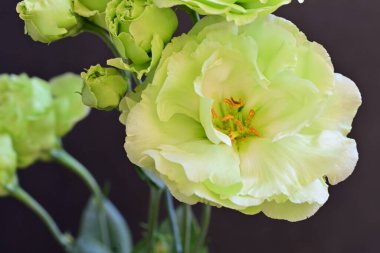 beyaz ve yeşil Eustoma çiçeği