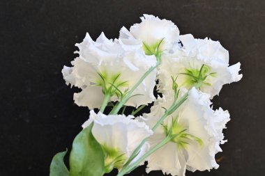 Siyah arka planda güzel beyaz çiçekler