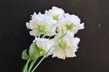 Siyah arka planda güzel beyaz çiçekler