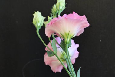 Koyu arkaplanda güzel çiçekler, yaz konsepti, yakın manzara