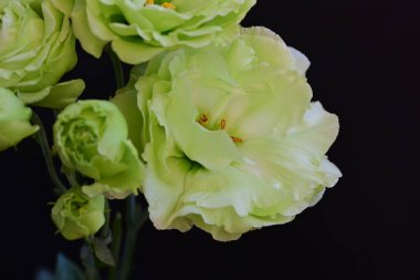 Güzel beyaz Eustoma çiçekleri