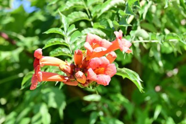 Bahçede büyüyen güzel çiçekler.