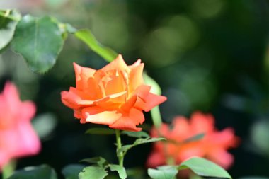 güzel gül bahçesinde yakın çekim 