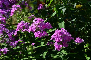 Bahçedeki pembe çiçekleri kapat.