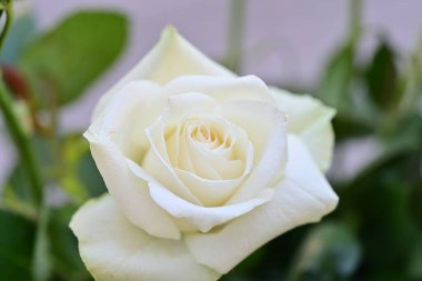 güzel gül bahçesinde yakın çekim 