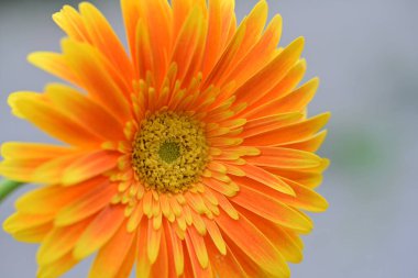 Bahçedeki sarı çiçek