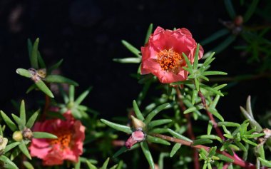 Bahçede büyüyen güzel çiçekler.