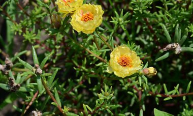 Güzel sarı çiçek bahçesinde yakın çekim