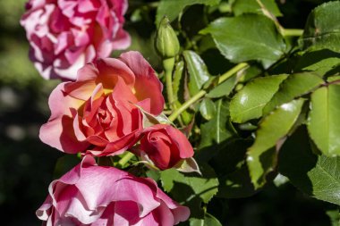 Bahçede açan güzel pembe gül çiçeklerinin yakın görüntüsü.                      