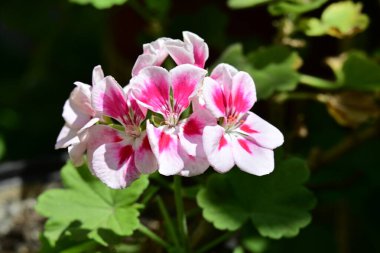 Bahçedeki pembe çiçekleri kapat.