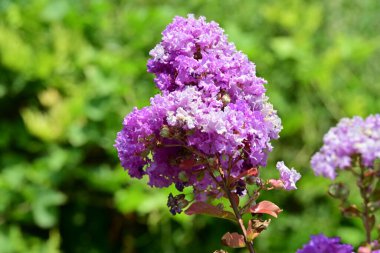 Bahçedeki pembe çiçekleri kapat.