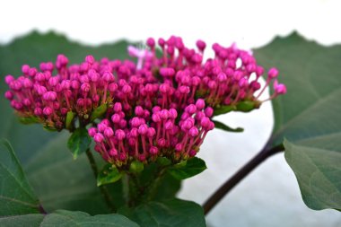 Bahçedeki pembe çiçekleri kapat.