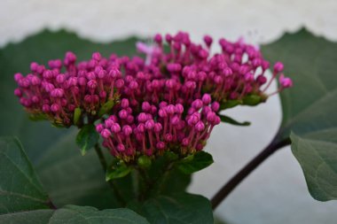 Bahçedeki pembe çiçekleri kapat.