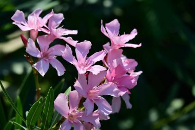 Bahçedeki pembe çiçekleri kapat.