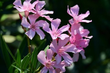 Bahçedeki pembe çiçekleri kapat.