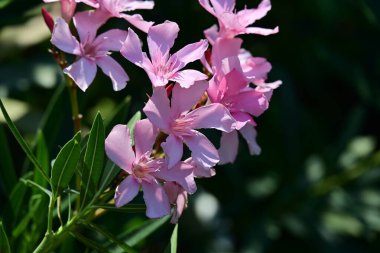 Bahçedeki pembe çiçekleri kapat.