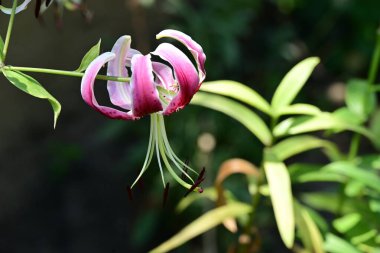 Çiçek tarlasında yetişen zambak çiçekleri