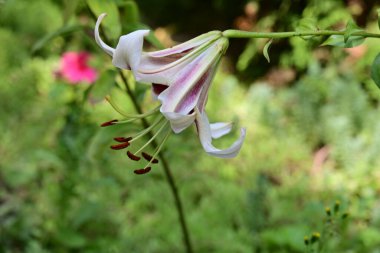 Çiçek tarlasında yetişen zambak çiçekleri