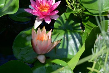 bahçede çiçek pembe lotus çiçeği 