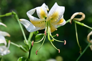 Çiçek tarlasında yetişen zambak çiçekleri