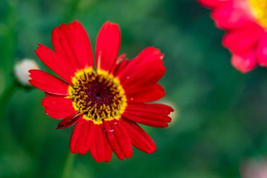 Bahçede büyüyen güzel çiçekler.