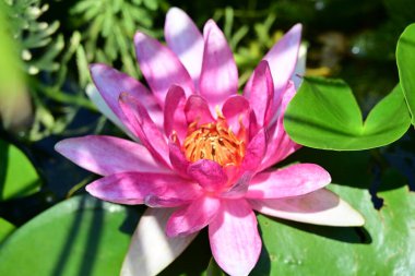 bahçede çiçek pembe lotus çiçeği 