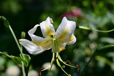 Çiçek tarlasında yetişen zambak çiçekleri