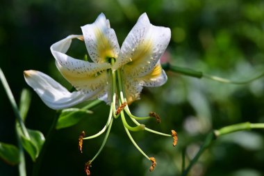 Çiçek tarlasında yetişen zambak çiçekleri