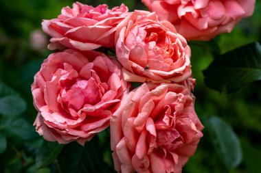 Bahçede açan güzel pembe gül çiçeklerinin yakın görüntüsü.                      