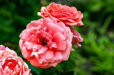 Bahçede açan güzel pembe gül çiçeklerinin yakın görüntüsü.                      