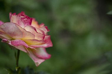 Bahçede açan güzel pembe gülün yakın plan görüntüsü.                      