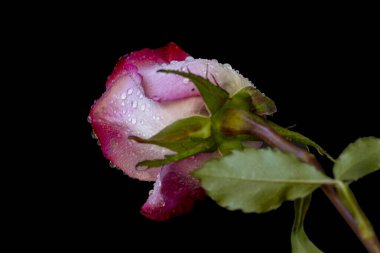 Siyah arkaplanda güzel kırmızı bir gül