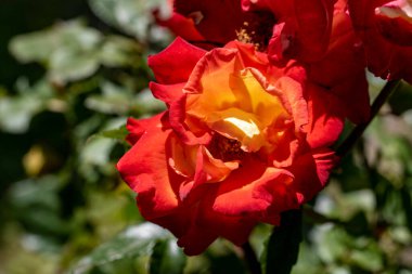 Bahçede açan güzel kırmızı gül çiçeklerinin yakın görüntüsü.                      