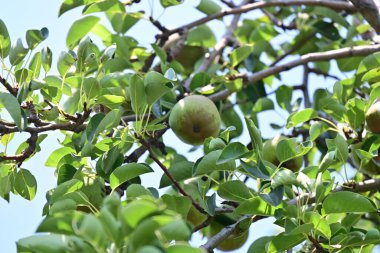 yeşil armut ağaç üzerinde asılı.