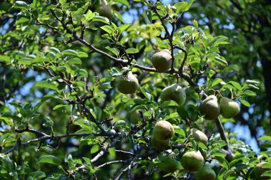 yeşil armut ağaç üzerinde asılı.