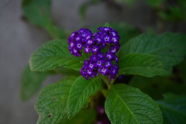 Bahçedeki güzel mor çiçekler