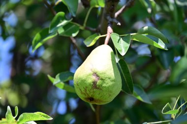 yeşil armut ağaç üzerinde asılı.