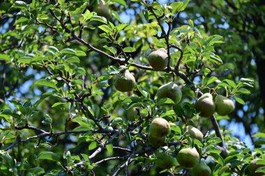 yeşil armut ağaç üzerinde asılı.